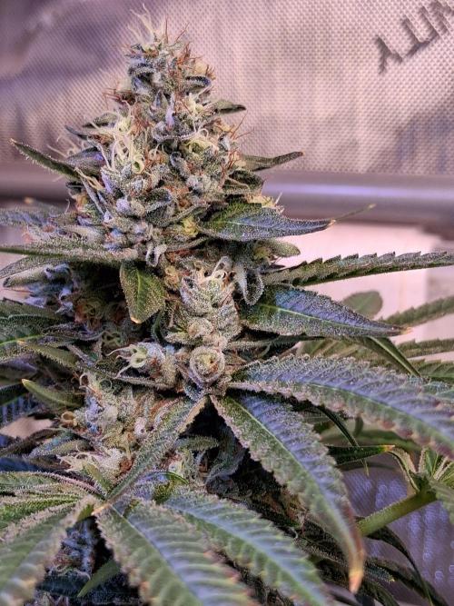 "1 Plant" C#13. Week 15