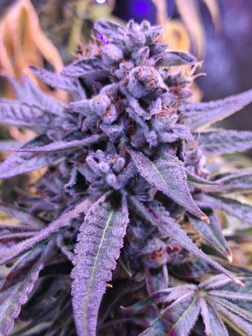 "1 Plant" C#13. Week 15 - Anthocyanins