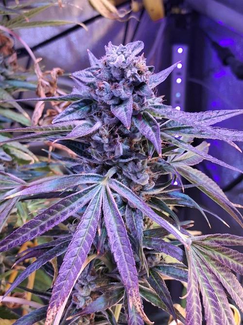 "1 Plant" C#13. Week 15