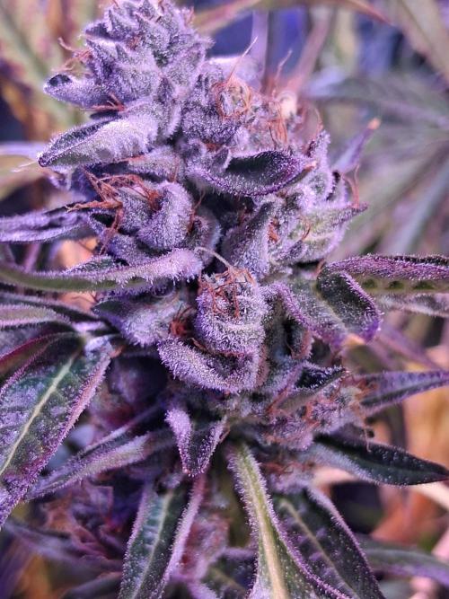 "1 Plant" C#13. Week 15