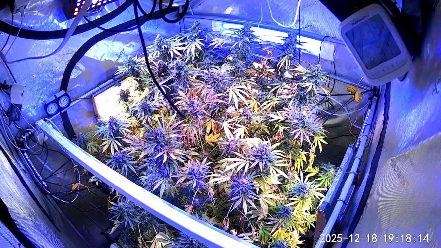 "1 Plant" C#13. Week 16