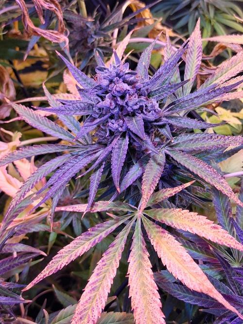 "1 Plant" C#13. Week 16