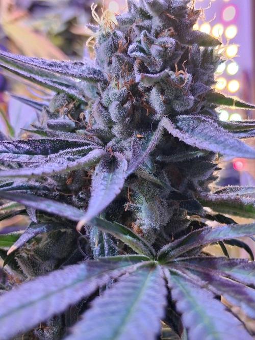 "1 Plant" C#13. Week 16