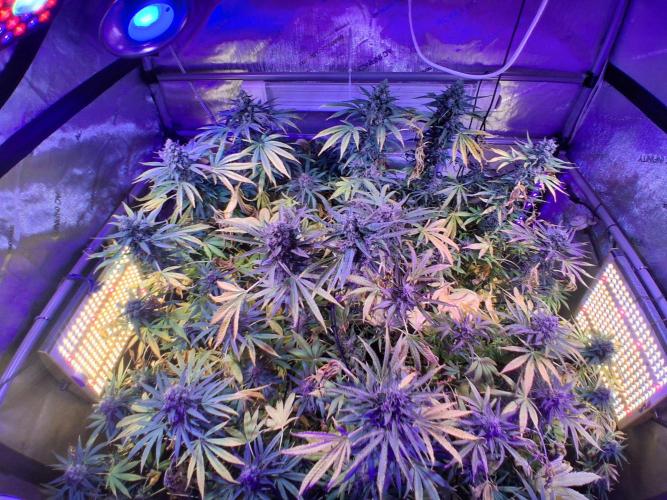 "1 Plant" C#13. Week 16