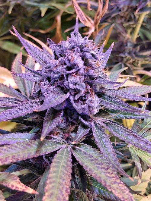 "1 Plant" C#13. Week 16