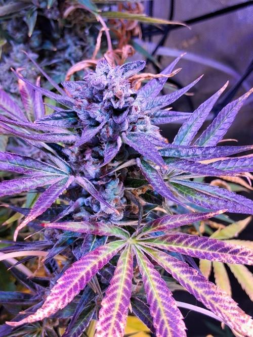 "1 Plant" C#13. Week 16