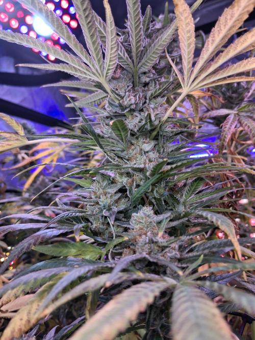 "1 Plant" C#13. Week 16