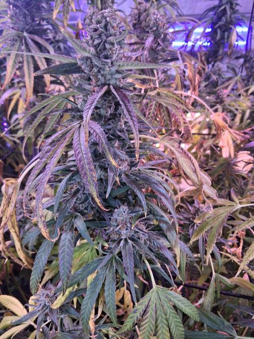 "Guava" C#13. Week 16