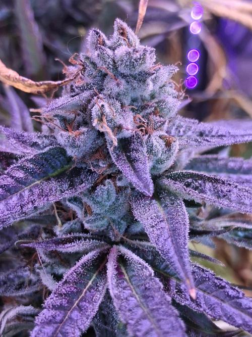 "Guava" C#13. Week 16