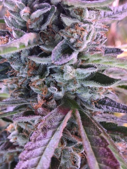 "Guava" C#13. Week 16