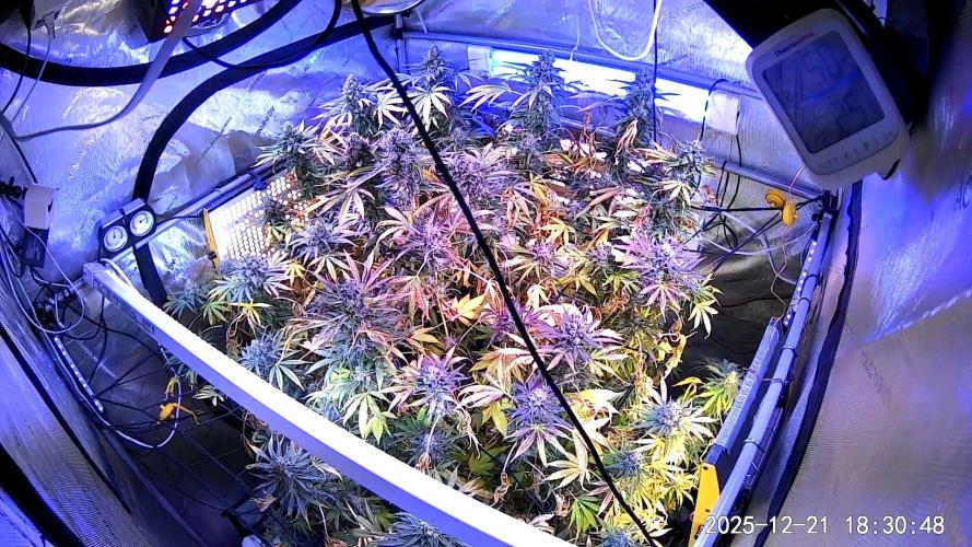 "Guava" C#13. Week 16