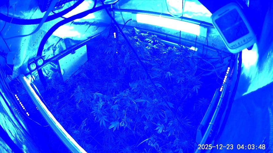 "Guava" C#13. Week 17