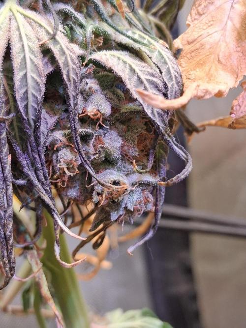 "1 Plant 4x4" C#13. Week 17