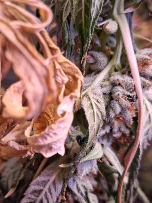 "1 Plant 4x4" C#13. Week 17