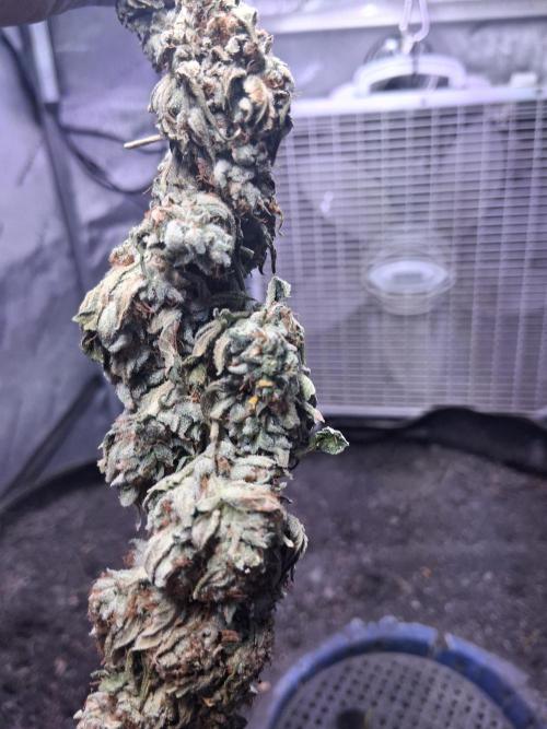 "Hydragyrum" C#13. Week 17 - Finished product.