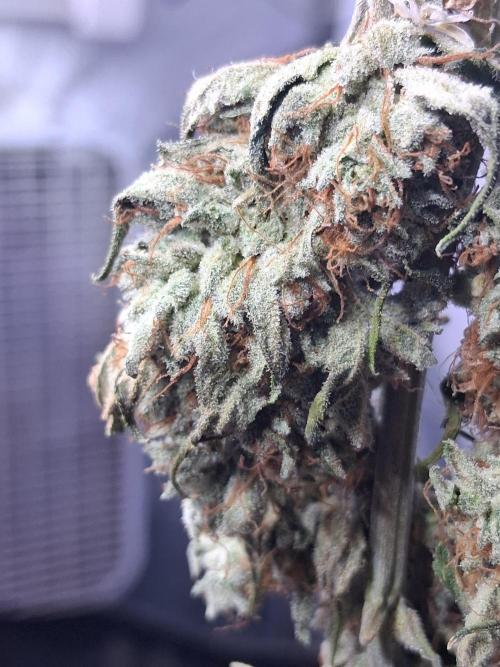 "Hydragyrum" C#13. Week 17 - Frostiness