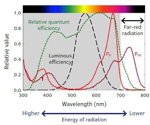 "1.618" CH#15. Week 0