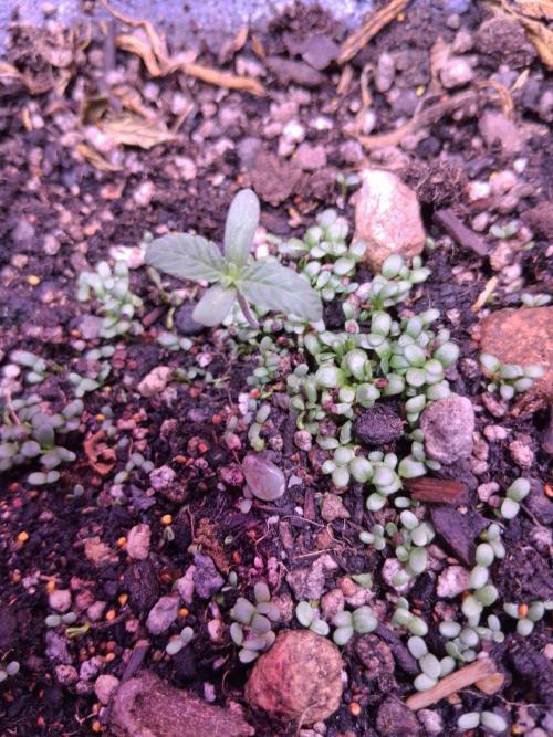 "1.618" CH#15. Week 1 - New beginnings. 