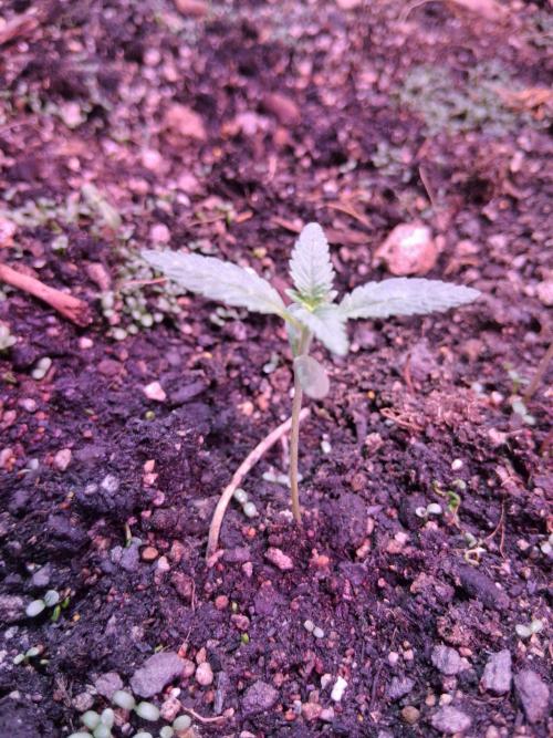 "1.618" CH#15. Week 1 - Rise