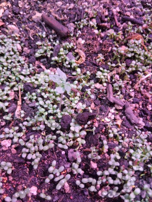 "1.618" CH#15. Week 1