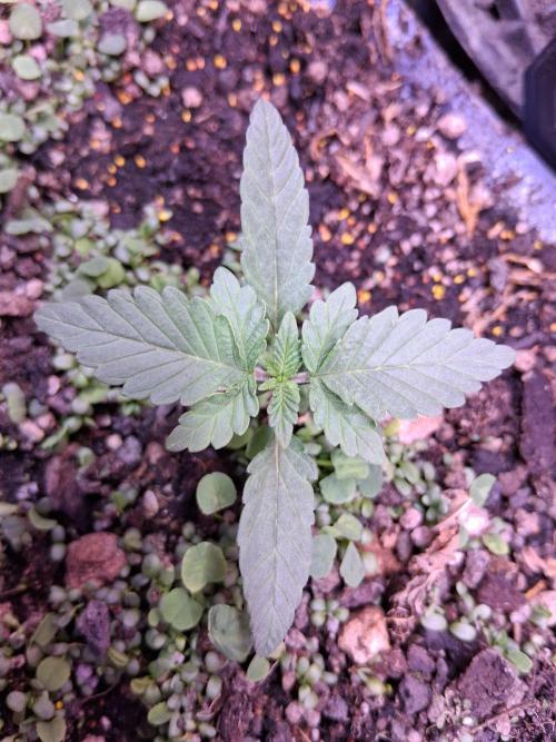 "1.618" CH#15. Week 1