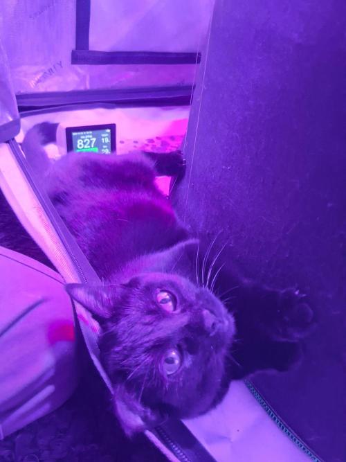 "1.618" CH#15. Week 1