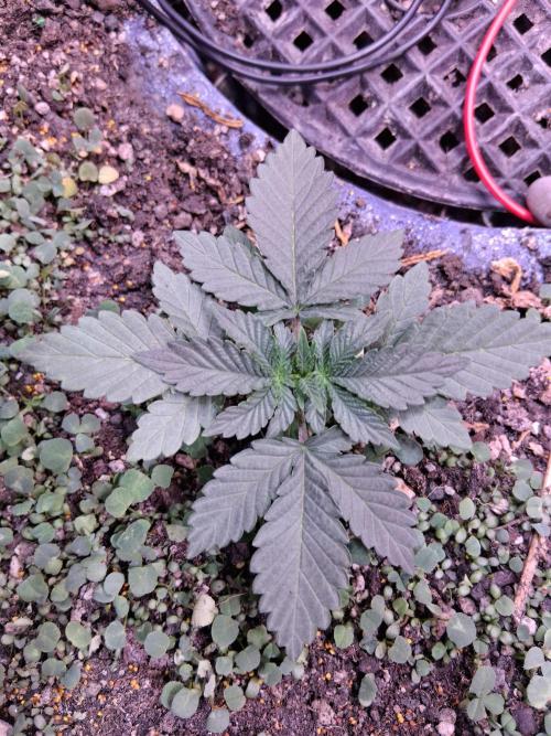 "1.618" CH#15. Week 1