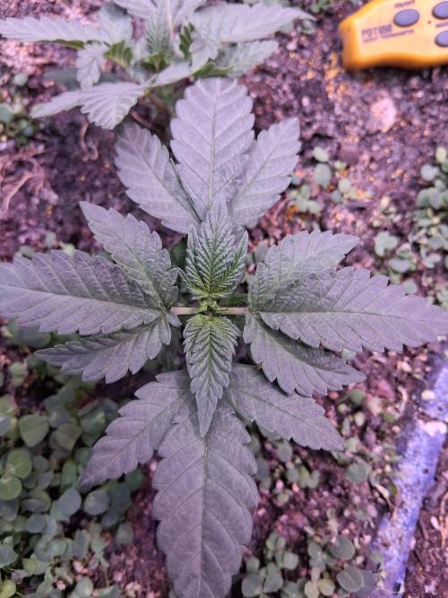 "1.618" CH#15. Week 1