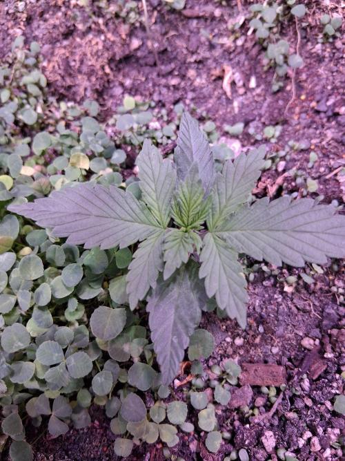 "1.618" CH#15. Week 1