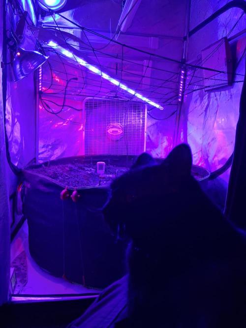 "1.618" CH#15. Week 1