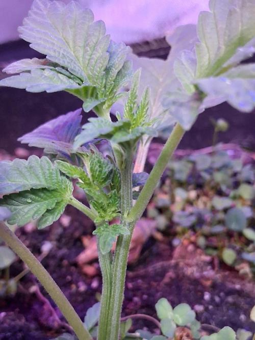 "1.618" CH#15. Week 2