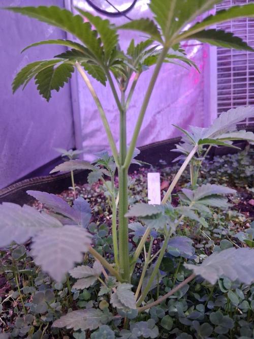 "1.618" CH#15. Week 2