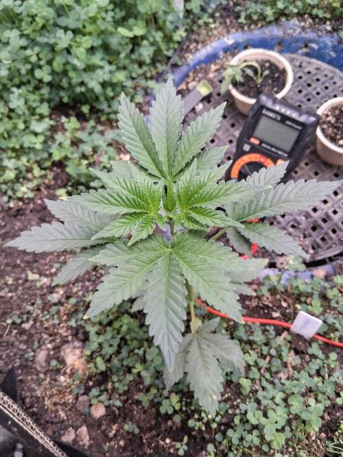 "1.618" CH#15. Week 3