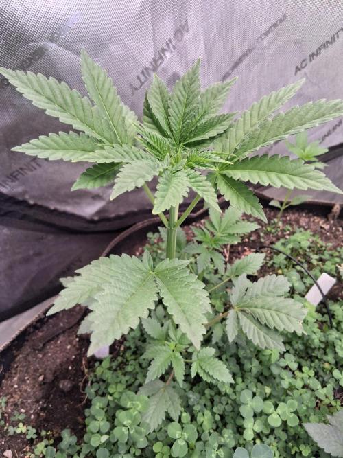 "1.618" CH#15. Week 3