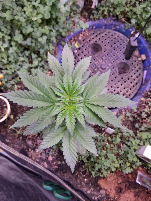 "1.618" CH#14. Week 4