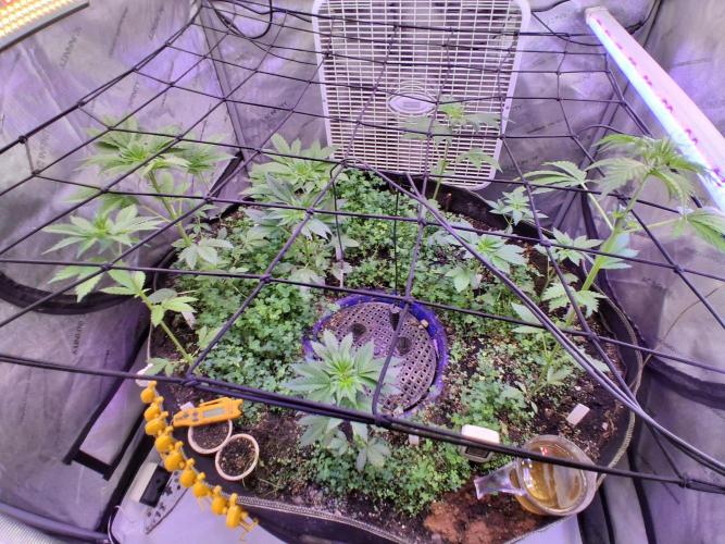 "1.618" CH#14. Week 4