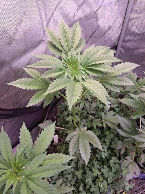 "1.618" CH#14. Week 4