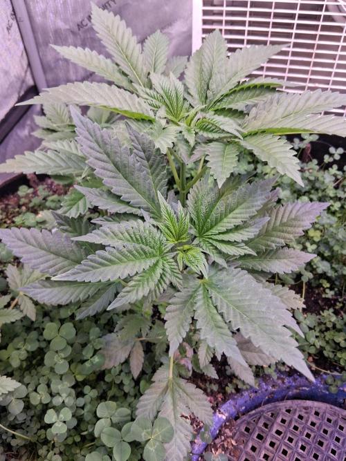 "1.618" CH#14. Week 4