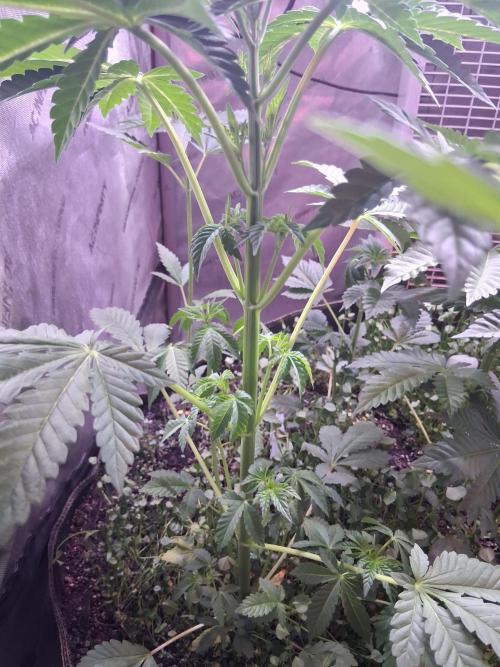 "Permanent Marker" CH#14. Week 5