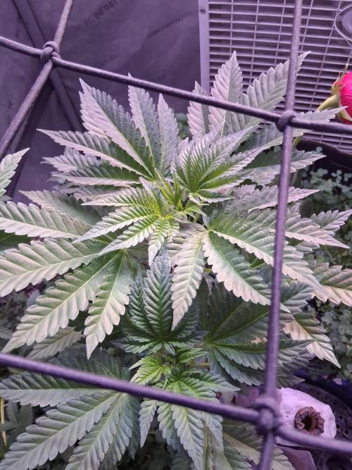 "Permanent Marker" CH#14. Week 5