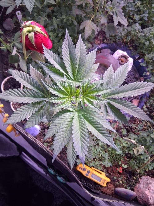 "Permanent Marker" CH#14. Week 5