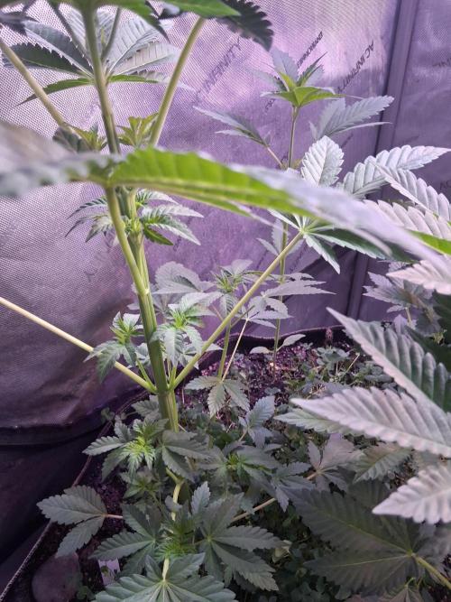 "Permanent Marker" CH#14. Week 5