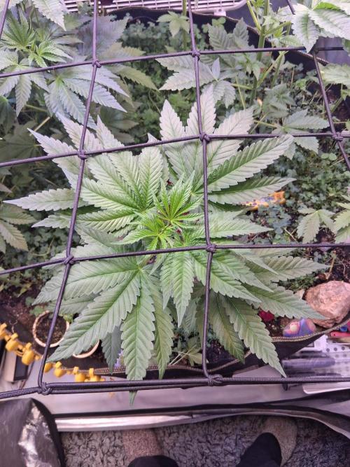 "Permanent Marker" CH#14. Week 6