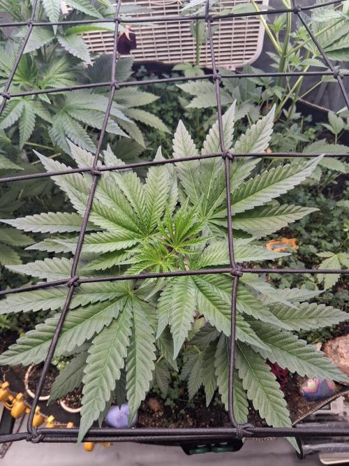 "Permanent Marker" CH#14. Week 6