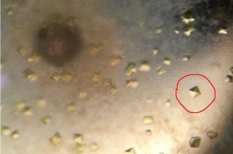 "Permanent Marker" CH#14. Week 6 - Photolyase