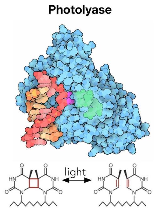 "Permanent Marker" CH#14. Week 6 - Photolayse Enzyme