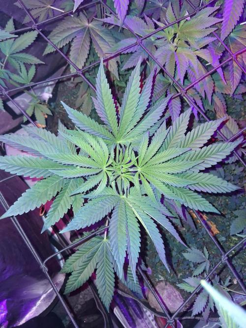 "Permanent Marker" CH#14. Week 6