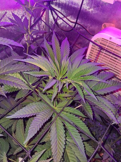 "Permanent Marker" CH#14. Week 6