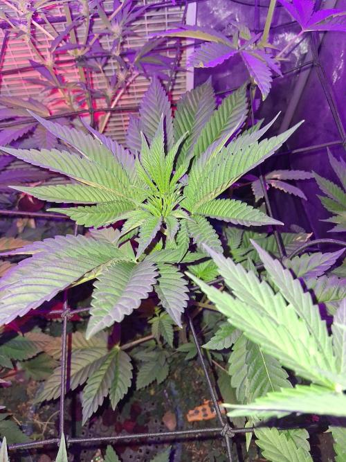 "Permanent Marker" CH#14. Week 6