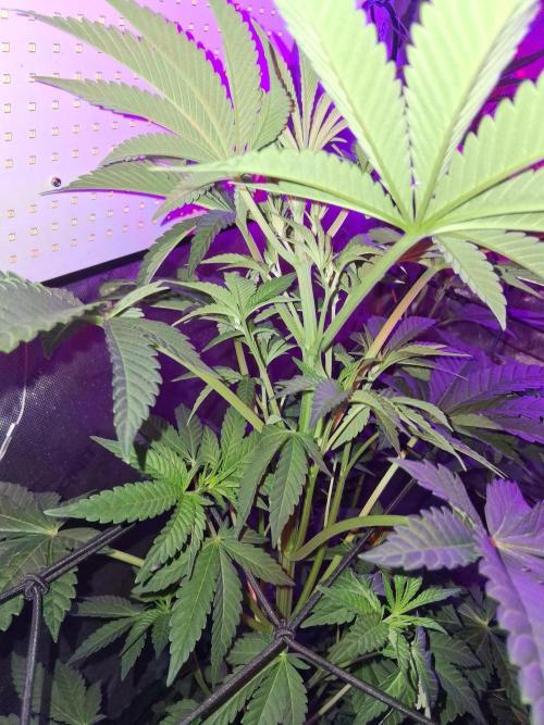 "Permanent Marker" CH#14. Week 6